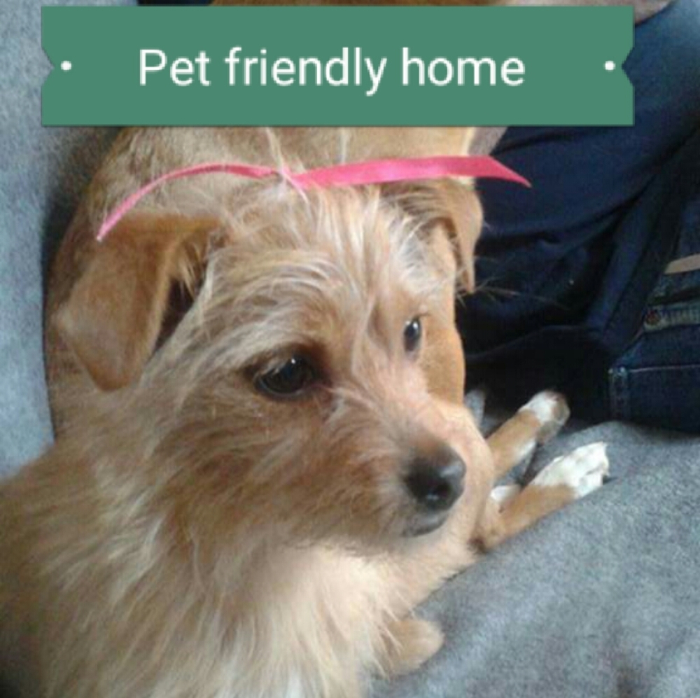 This is a pet friendly home 💕